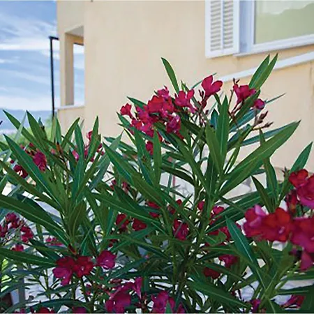 شقة 1 Bedroom Lovely In